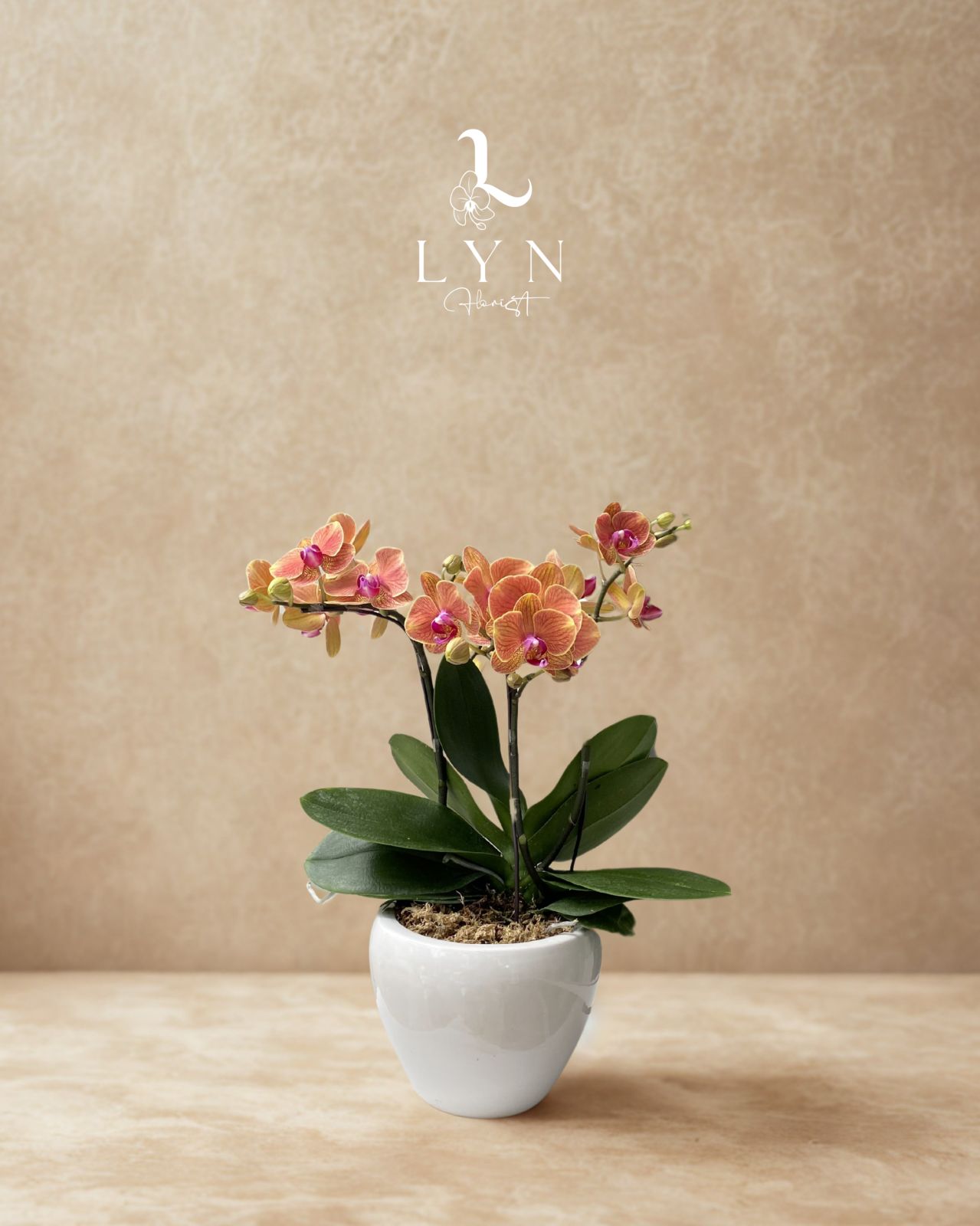 Chậu Hoa Lan Mini Cam-2V đơn (2)